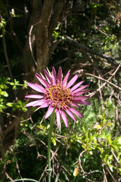 Salisby flower opening